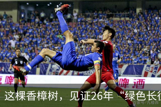 这棵香樟树，见证26年“绿色长征”